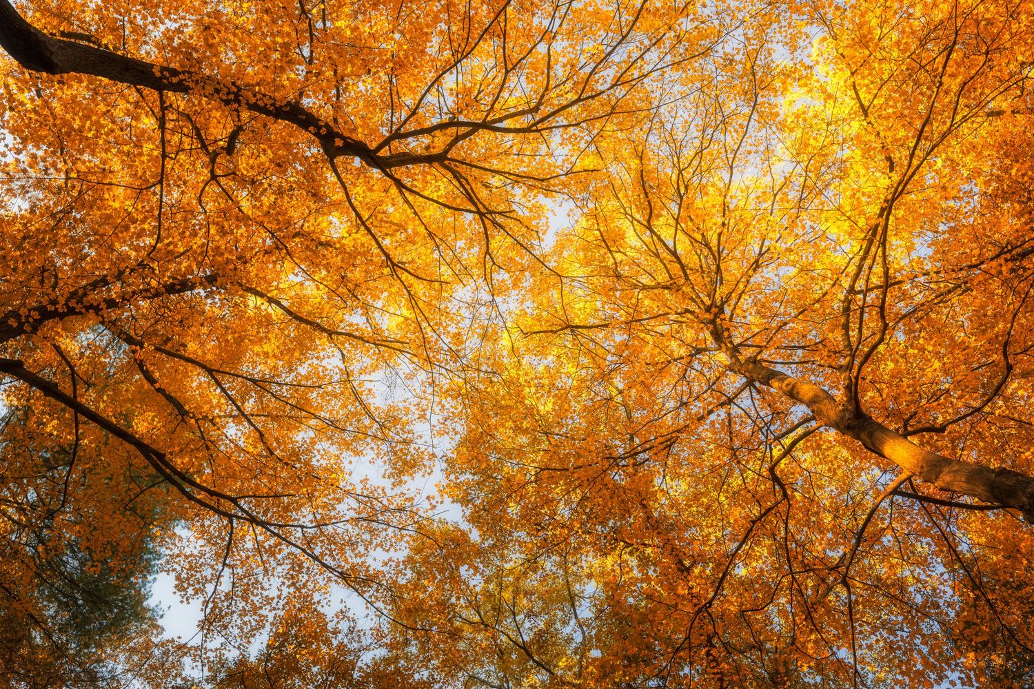 Looking up through vibrant golden autumn trees with branches reaching toward a bright sky.