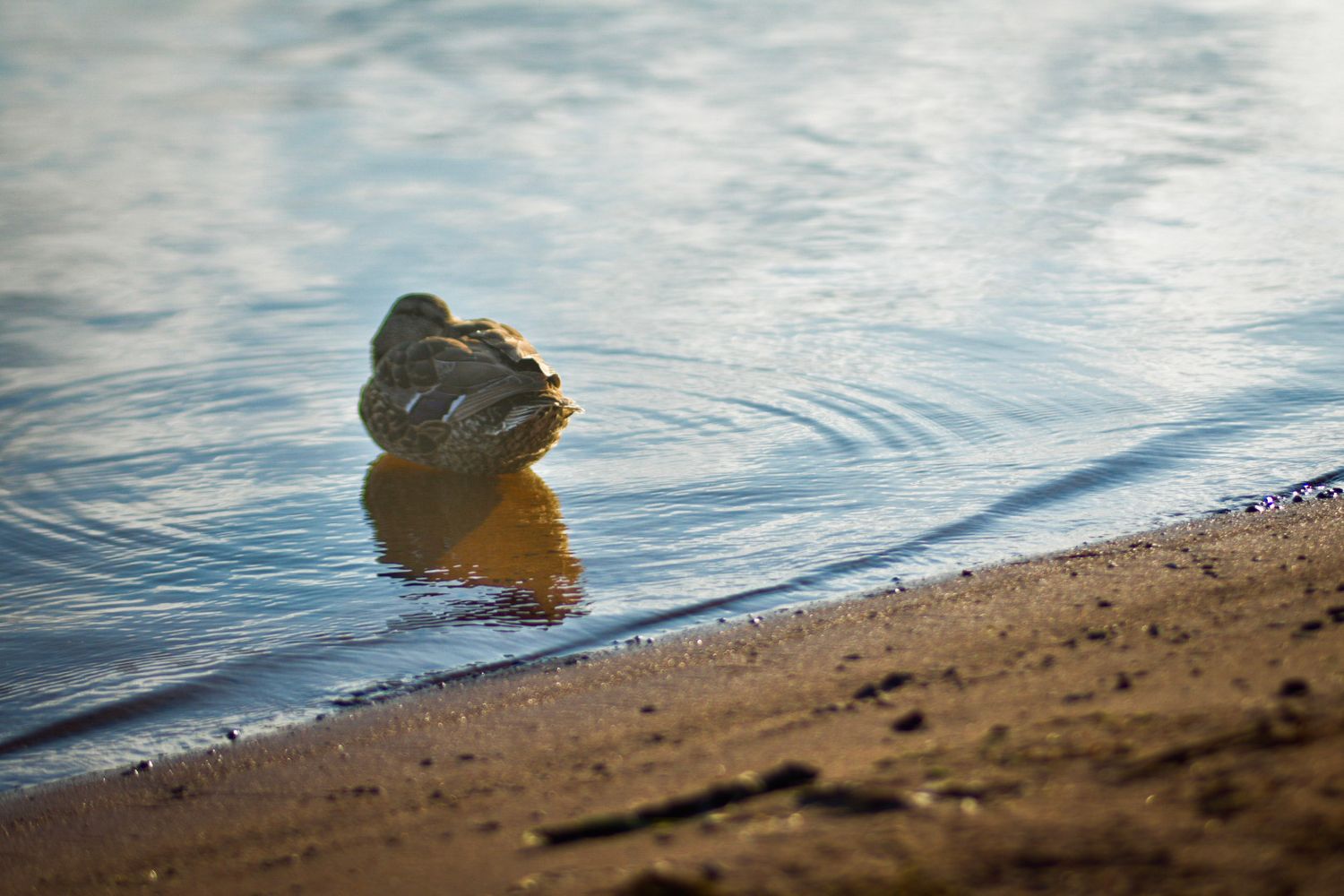 Serene water's edge with ripples meeting sandy beach at sunset.