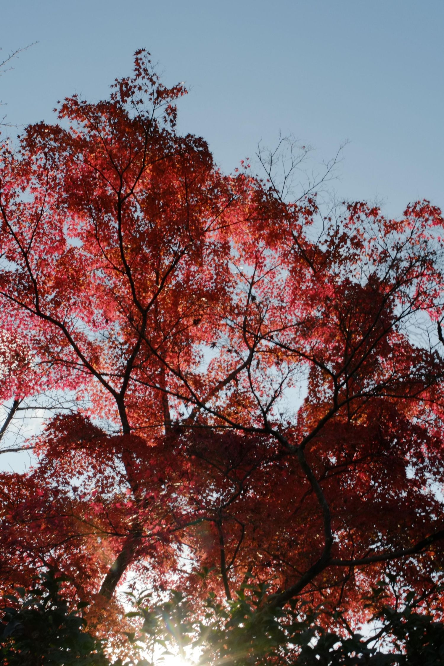 Autumn maple trees with vibrant red and orange leaves hang over a tranquil pond with stone embankment reflecting the foliage.