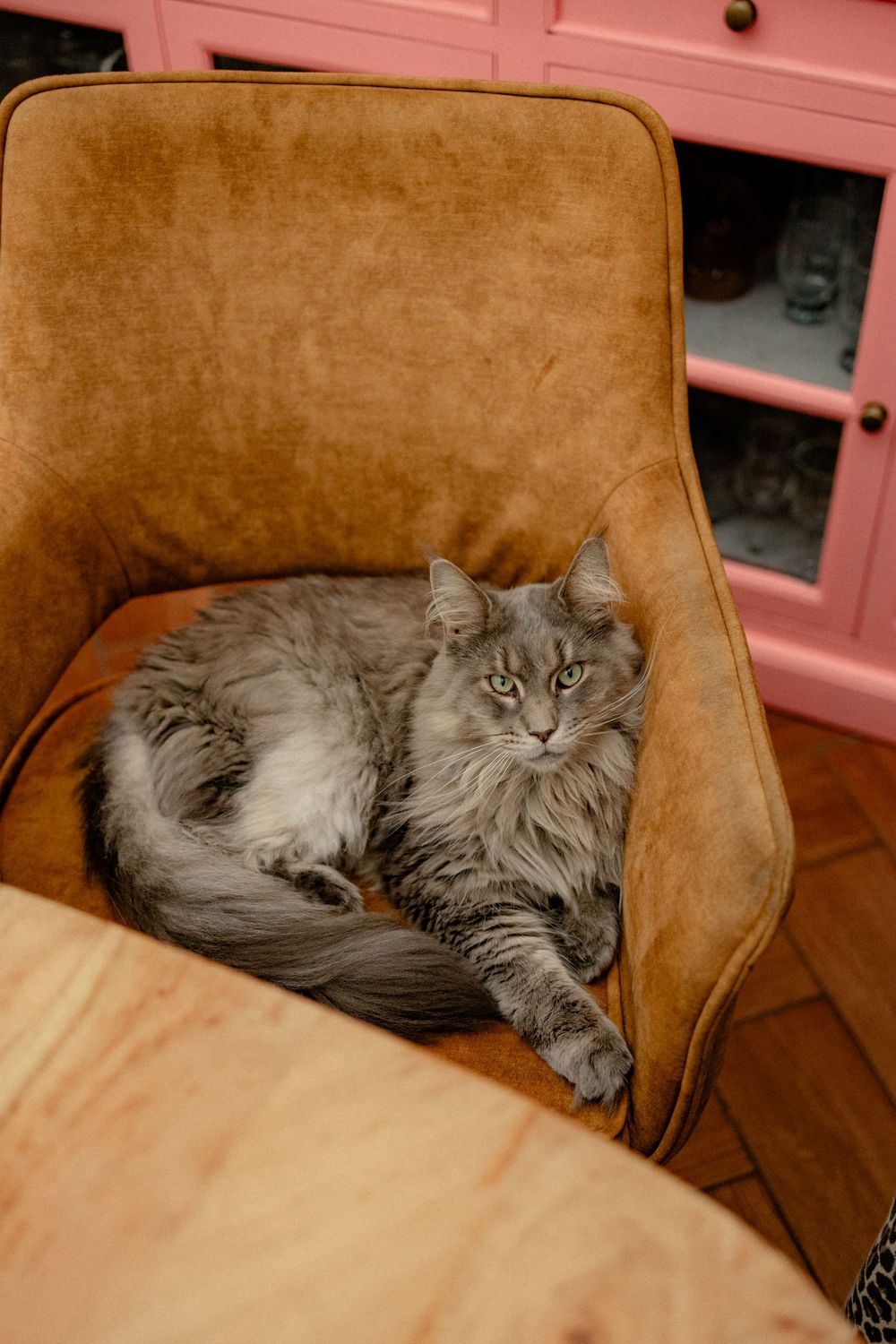 Grey long-haired cat lounging on brown leather armchair shown in multiple poses.