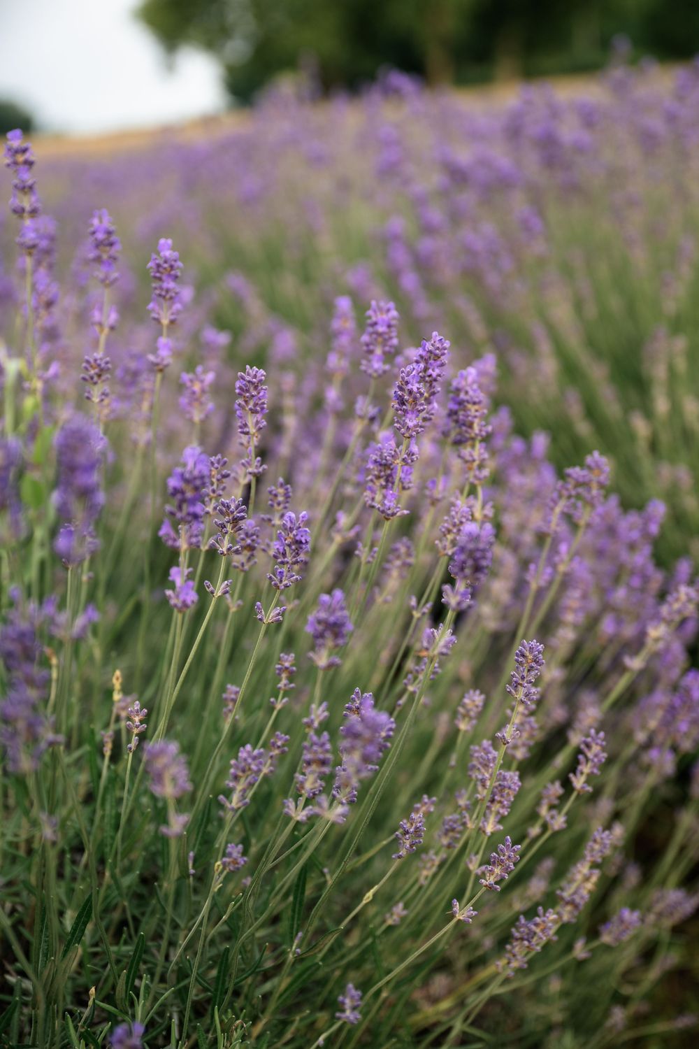 Close-up view of blooming purple lavender flowers in a garden with soft natural lighting.