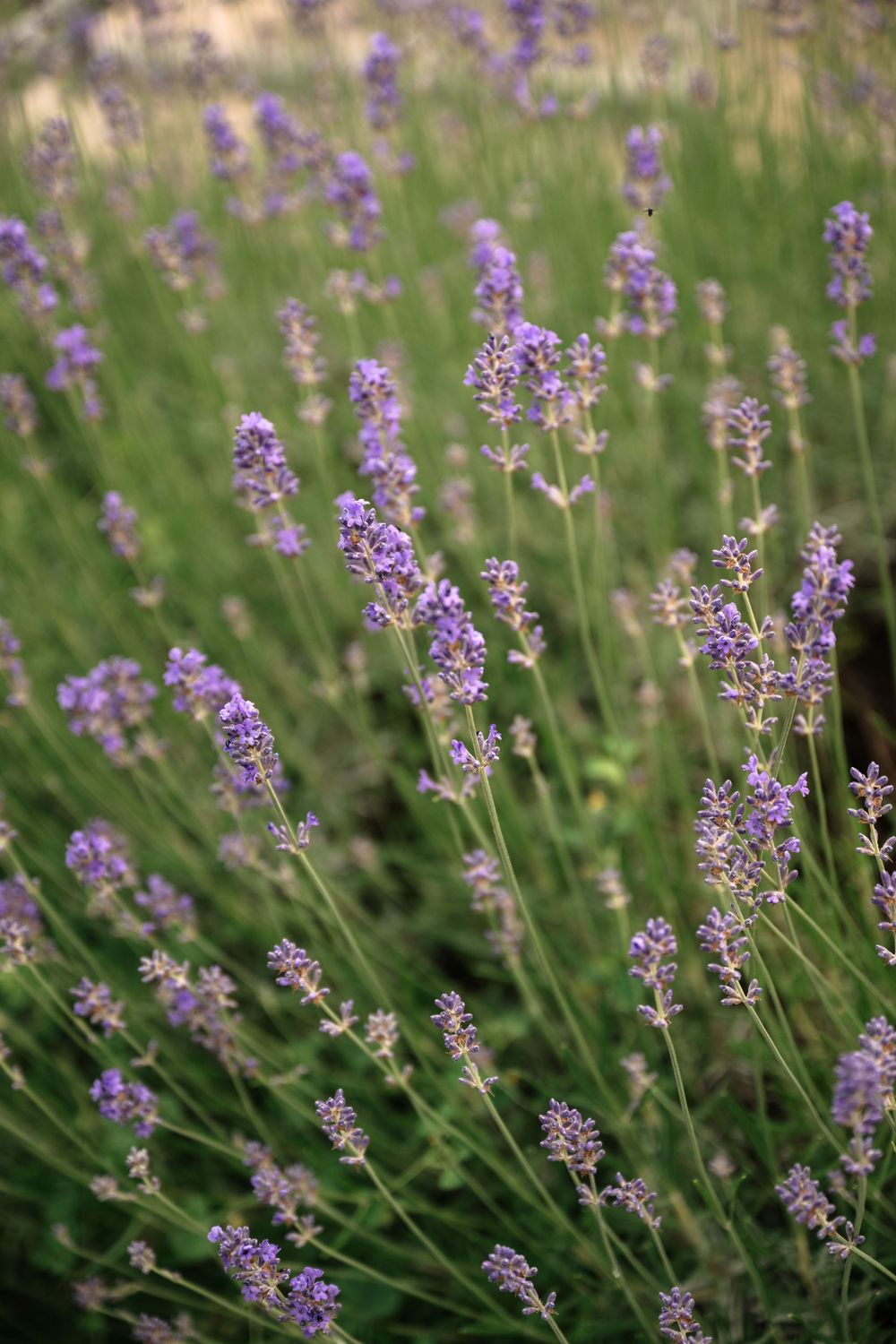 Purple lavender flowers bloom in a sunny garden field with soft bokeh background effect.