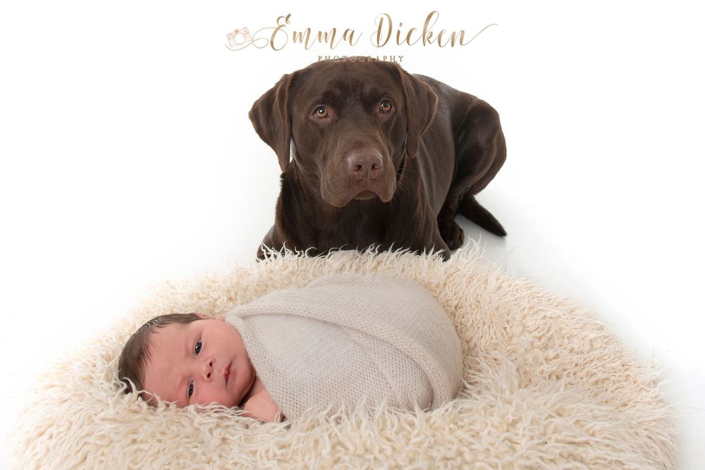 dog with newborn photography in a studio near Selby