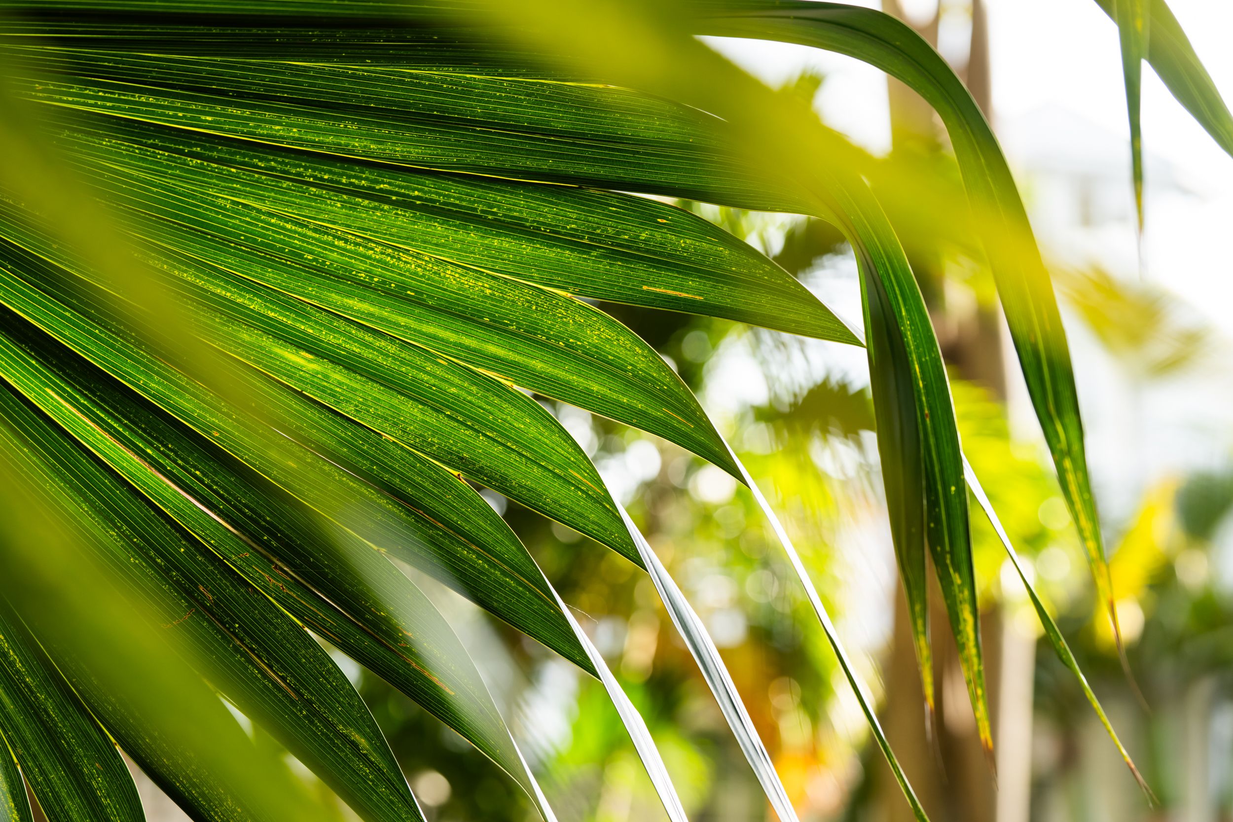 Close-up of tropical palm fronds with sunlight filtering through.