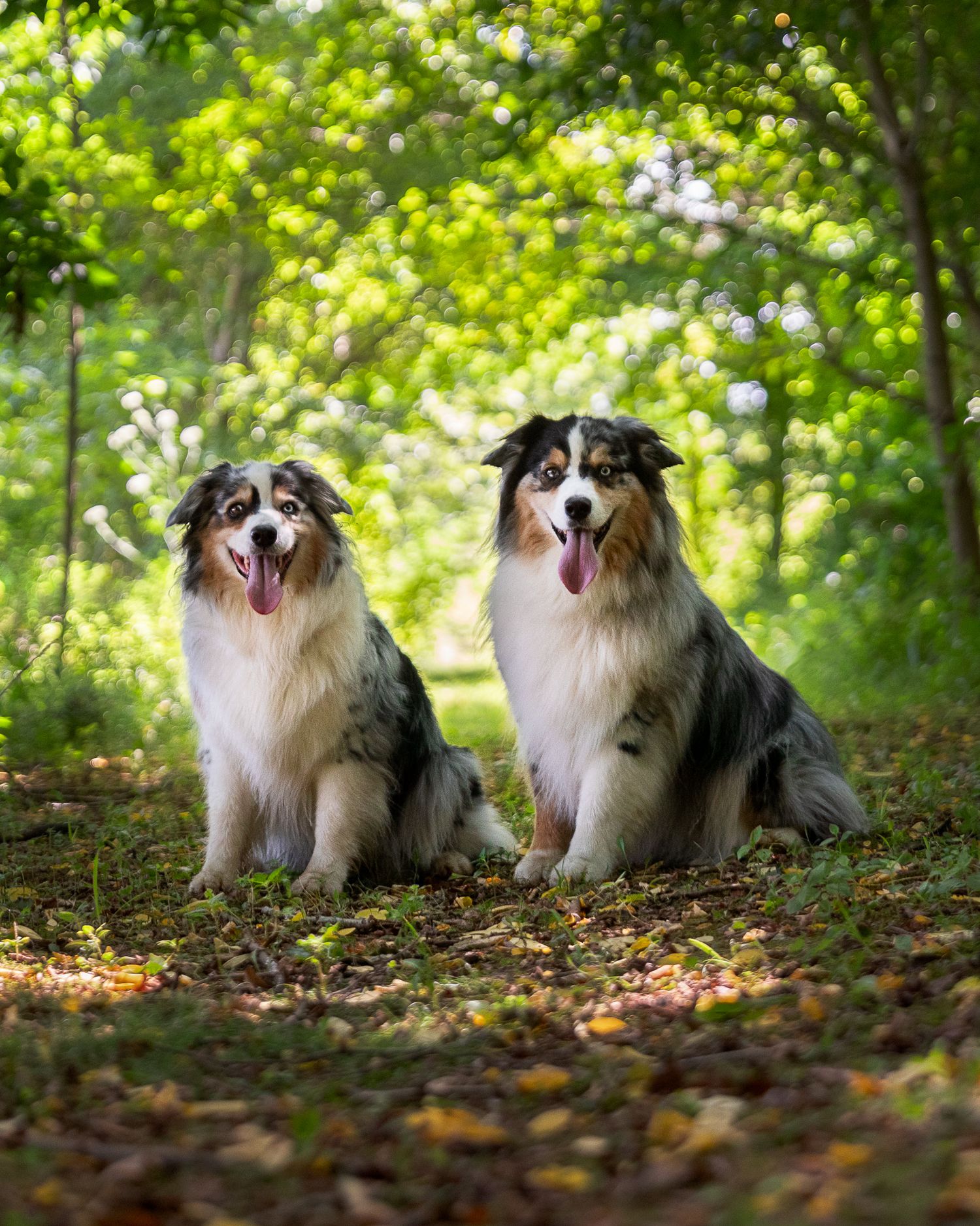 Two blue merle australian shepherds posing for a dog photographer with green trees around them in Middletown, MD
