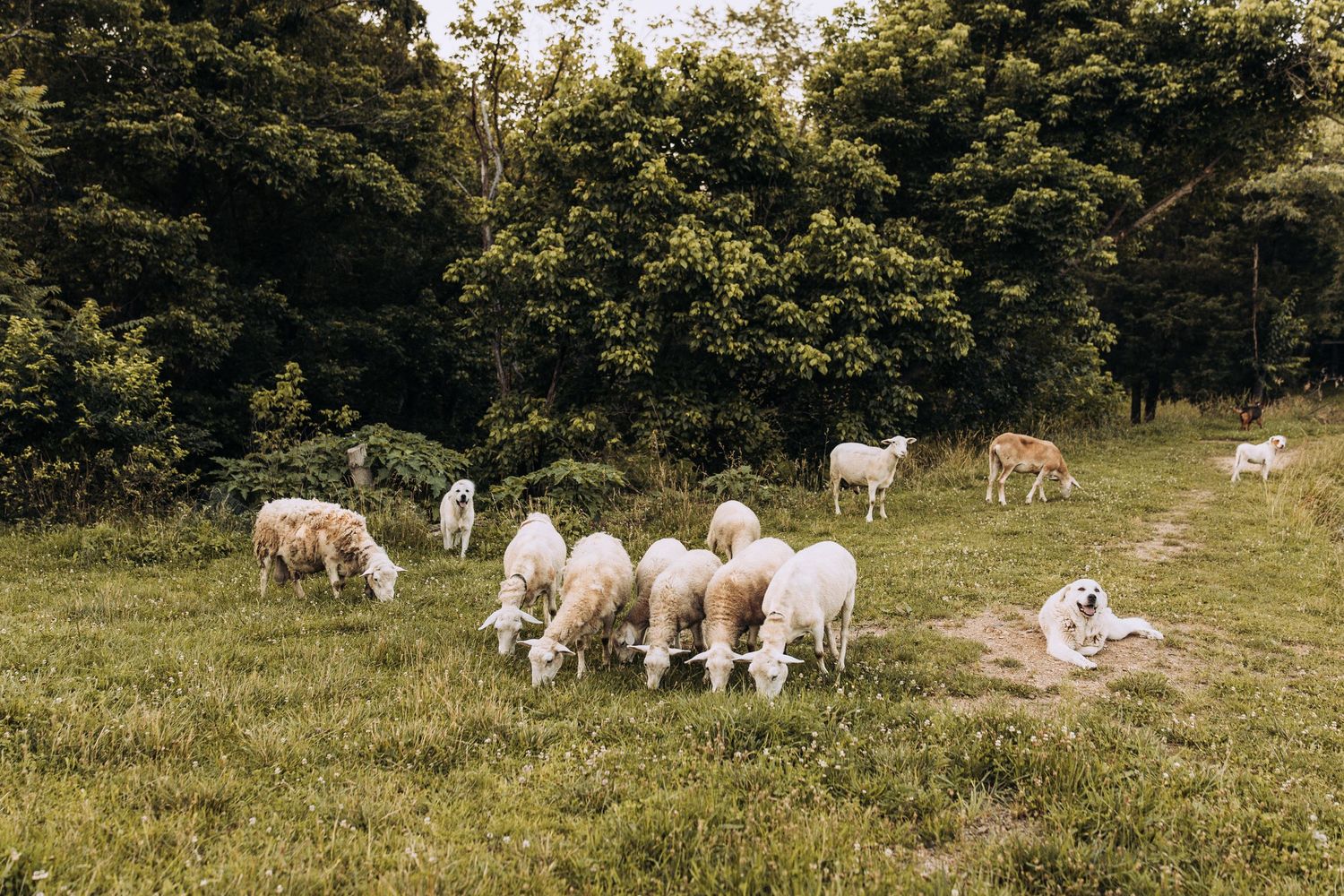 Flock of white sheep grazing on a green pasture surrounded by lush trees.