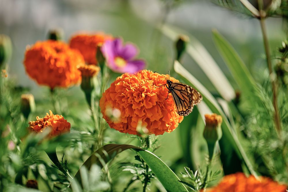 Close-up of vibrant orange marigolds with a butterfly in a garden setting.