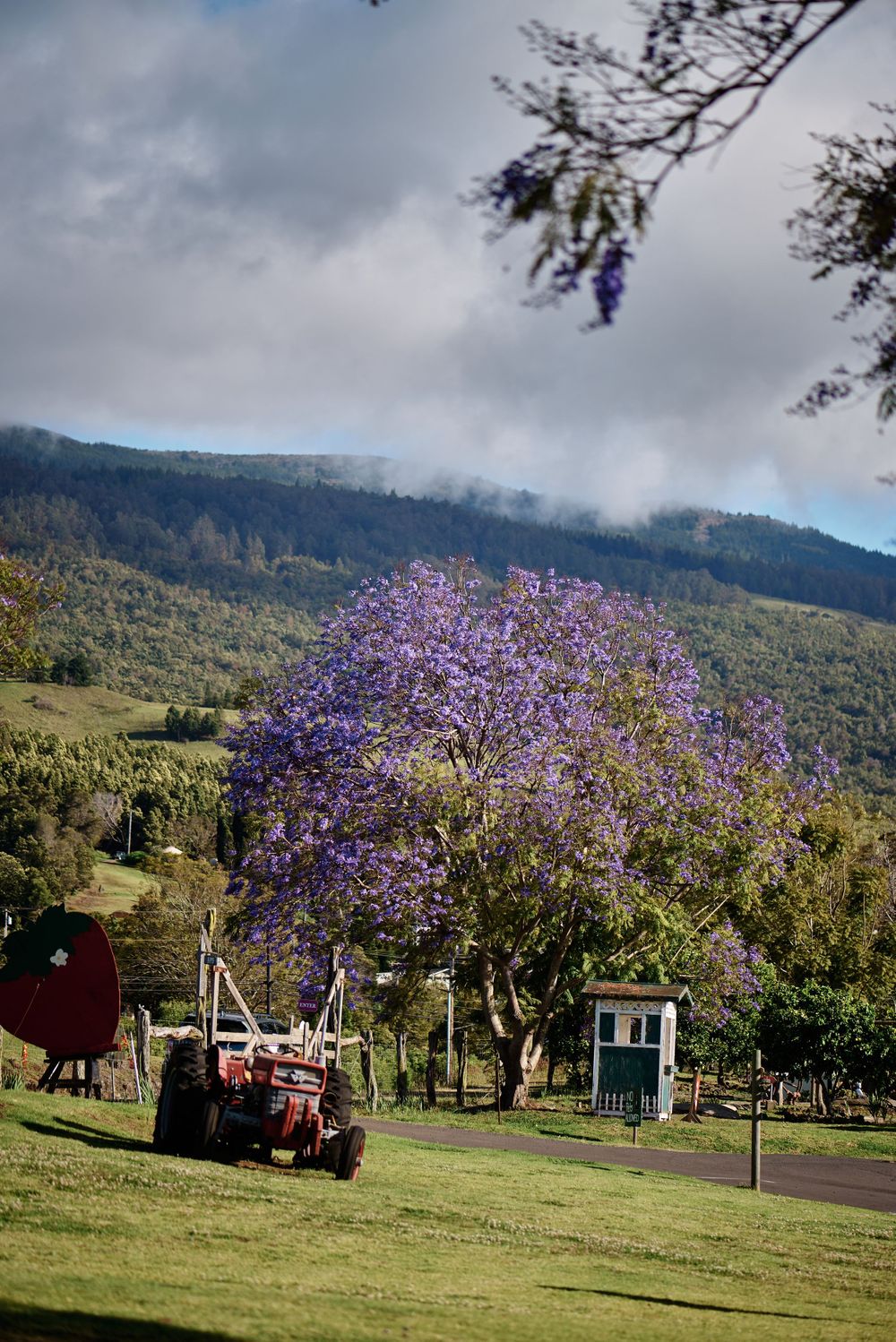 Blooming jacaranda tree with purple flowers next to a red tractor in a country setting.