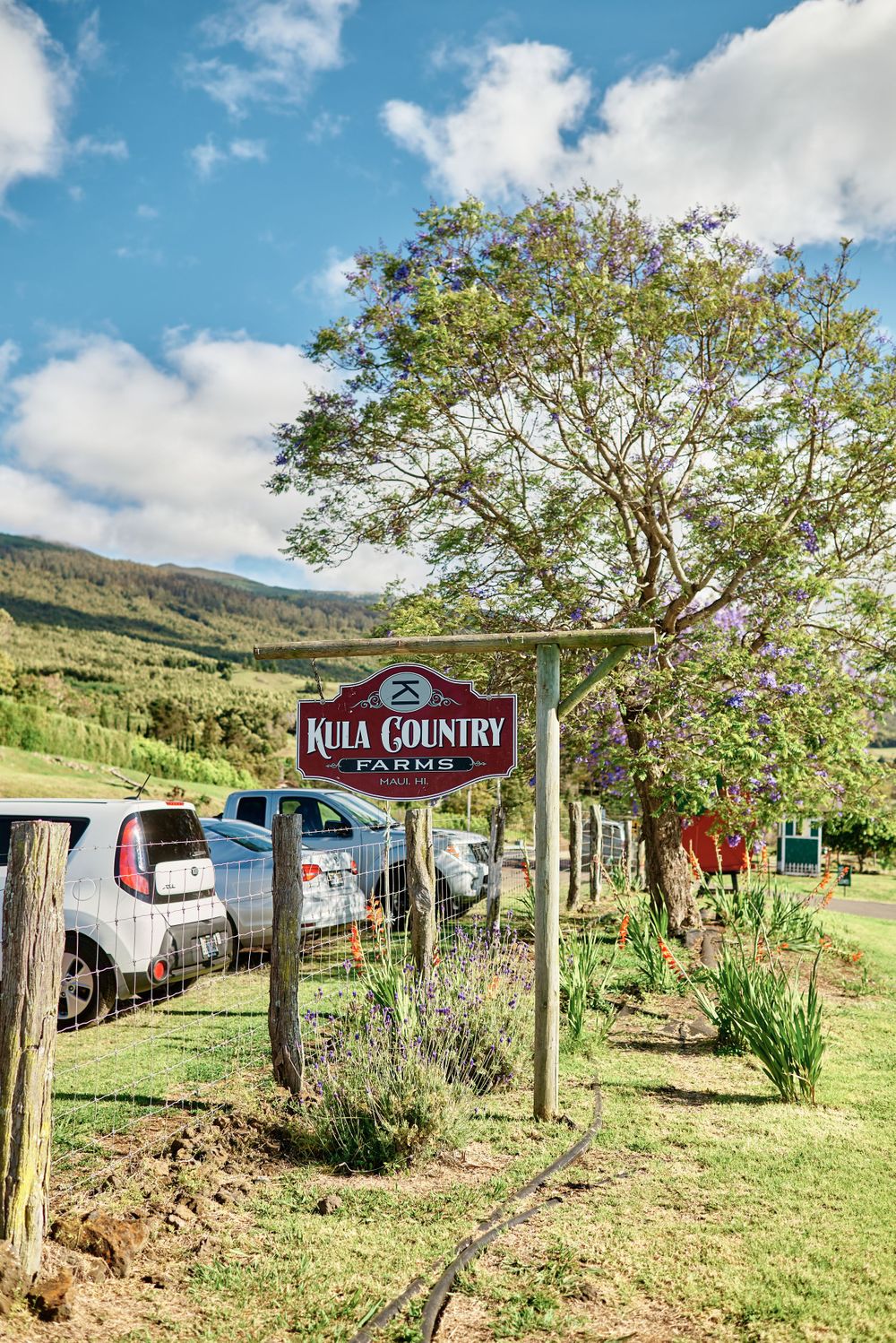 Kula Country Farms entrance sign with a tree and parked cars in rural Maui.