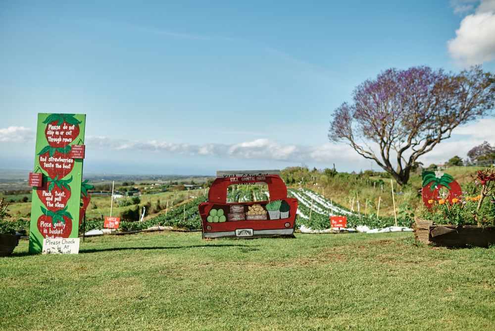 Colorful farm stand signs and decorations on a grassy hillside with mountain views.