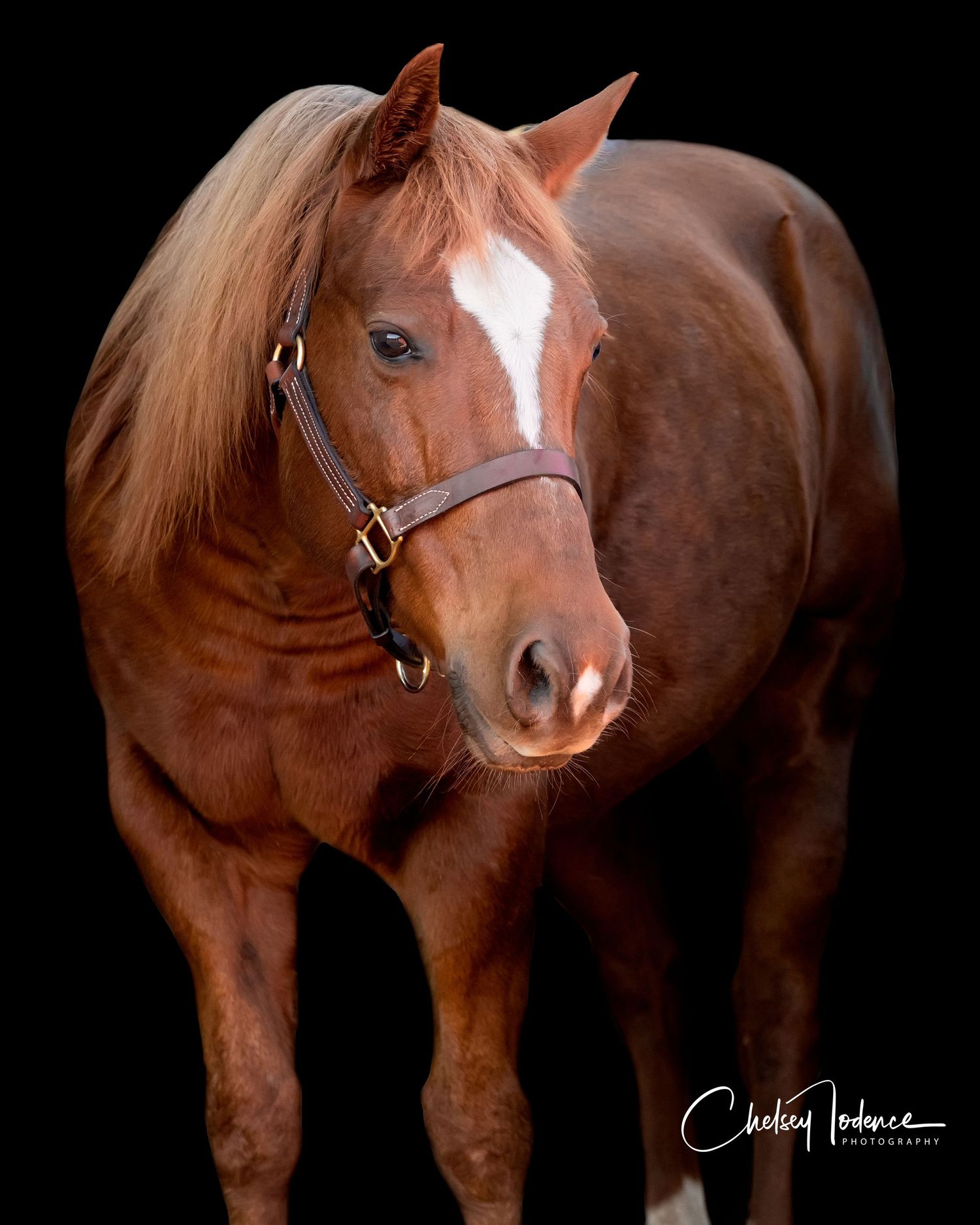 Chestnut horse posed at a 45-degree angle for black background equine photography in Sonoma County