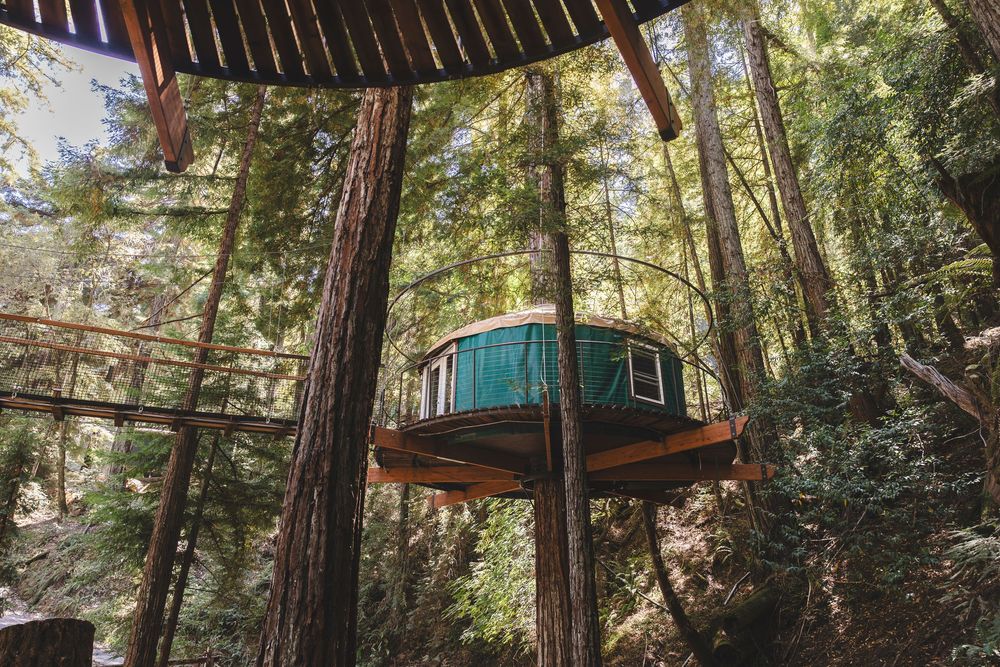 Sunlit forest canopy with tall redwood trees and a treehouse nestled among the branches creates a magical woodland scene.