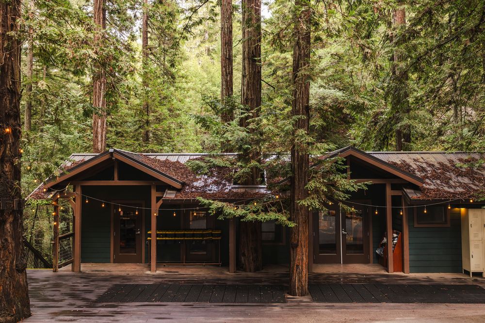Rustic wooden cabins nestled among tall redwood trees in a serene forest setting.
