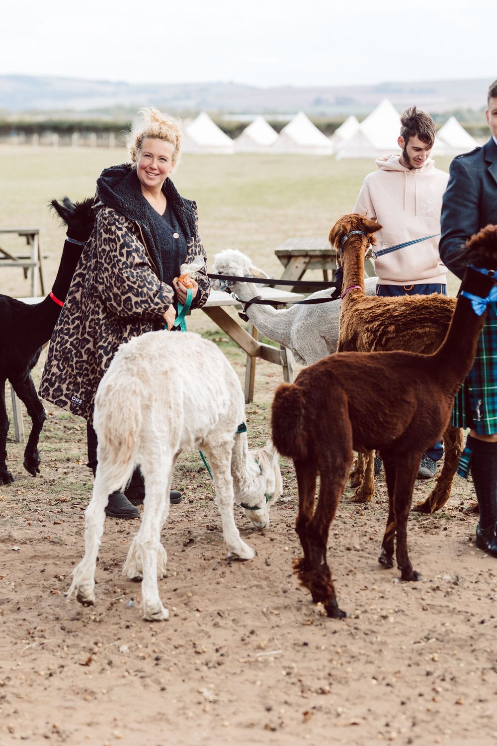 Two miniature horses, one white and one brown, stand side by side in a dusty field as handlers work with them.