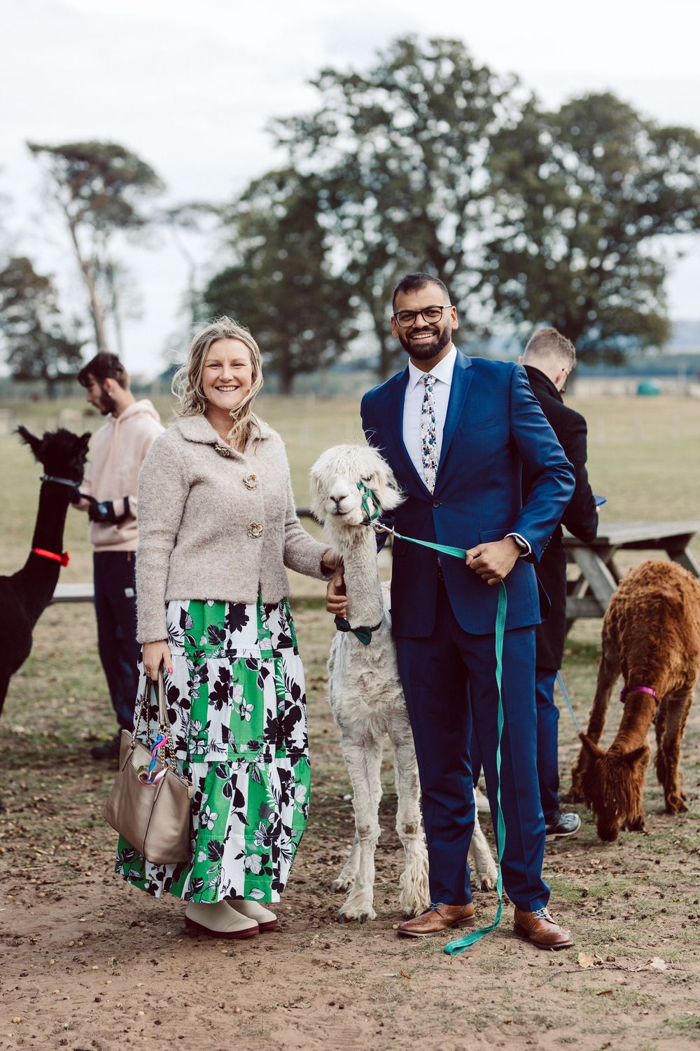 A wedding party poses with alpacas on a grassy field in a series of candid photos.