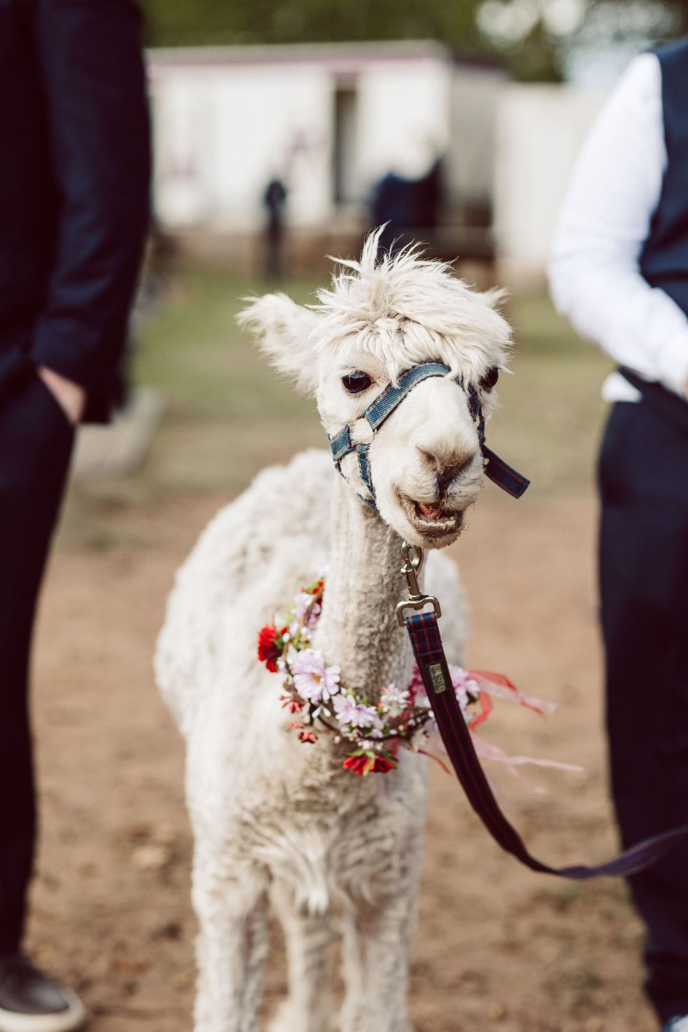 A fluffy white dog wearing a collar and leash shows different playful expressions across multiple photos.