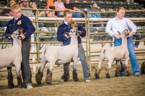 Show animals being presented in line at a livestock competition in an indoor arena.