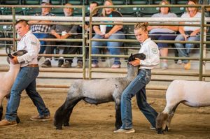 Handlers showing livestock in a row during a judging competition at an indoor agricultural arena.