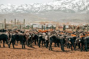 Large herd of black cattle grazing with snow-capped mountains in background.