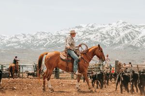 Cowboys working cattle with horses against mountain backdrop.
