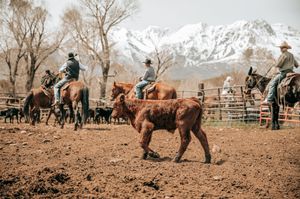 Cowboys working cattle in a dusty corral with mountain landscape behind them.