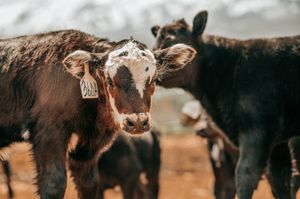 Close-up view of cattle standing together in a dusty field with snow-capped mountains in the background.