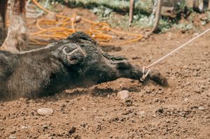 Cattle lying down on dry dirt ground during a ranch gathering.