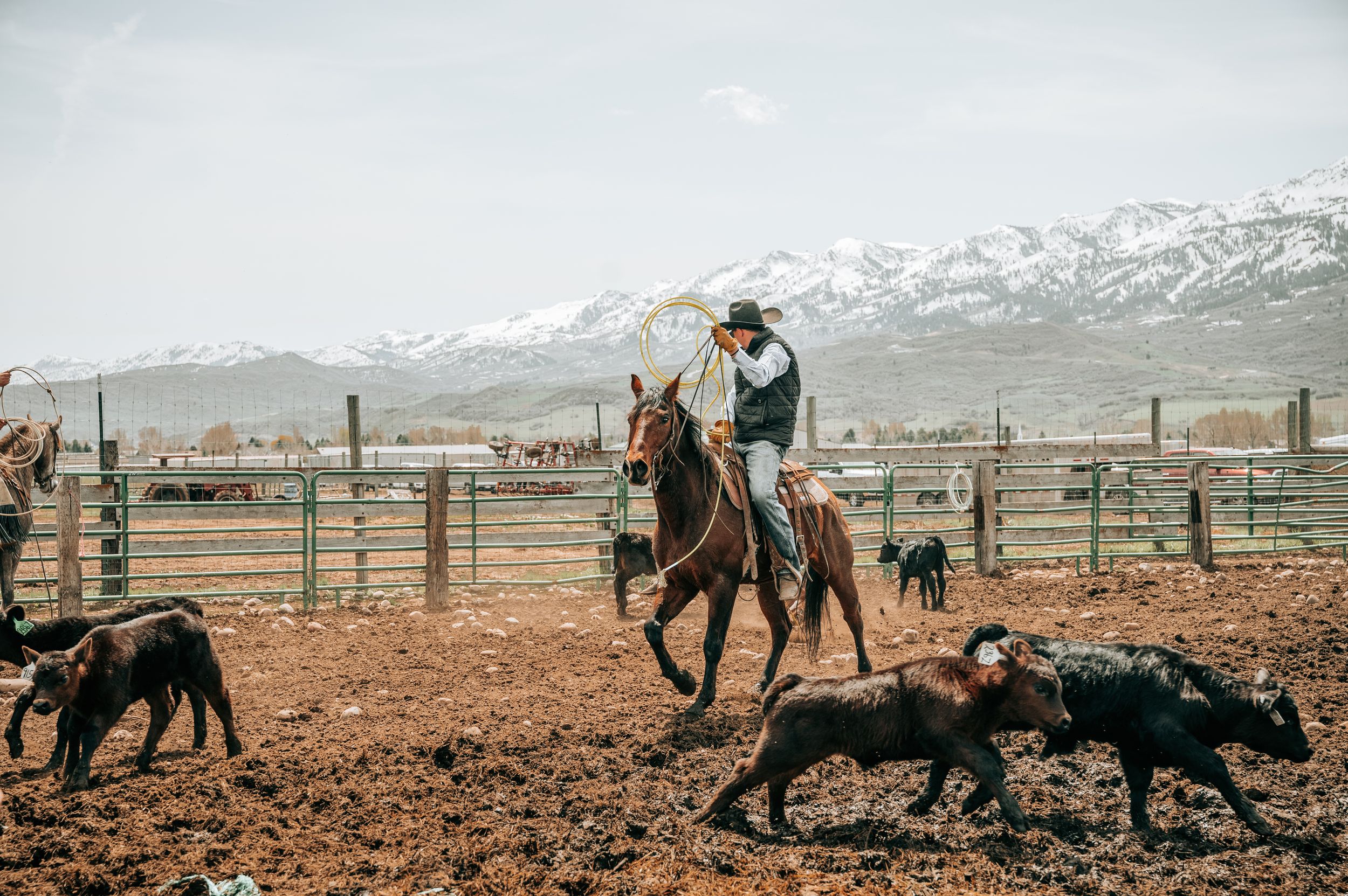 Ranch workers roping cattle in a dusty corral with mountains in the background.
