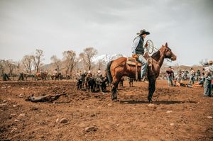 Cowboys on horseback working with cattle in a dusty ranch corral.