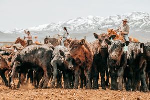 Panoramic view of cattle ranch with mountains and western landscape.