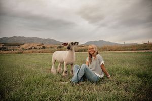 A white miniature horse stands in a scenic mountain pasture at sunset.