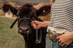 Close-up of a black calf with a halter being petted while someone holds a drink.