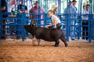 A black show pig being exhibited by young handlers in a competition ring.