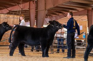 Dark colored cattle being shown in sequence at an indoor agricultural competition arena.