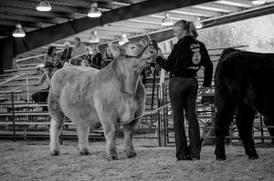 Livestock handlers presenting cattle in formation at an indoor agricultural show arena.