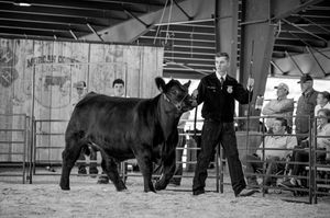 Black cattle lined up for judging at an indoor livestock show with handlers in western attire.