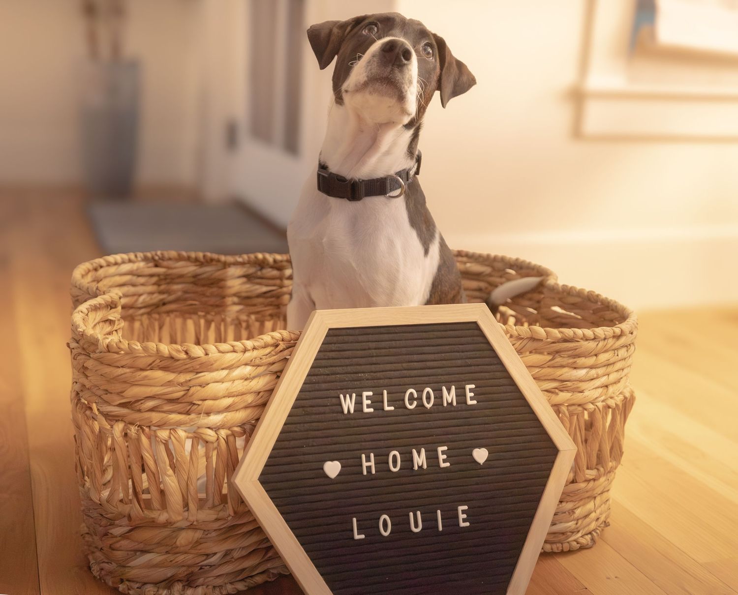 Puppy in a bone basket with a "Welcome Home" sign