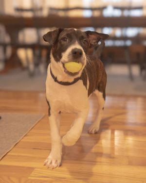 Puppy with a ball in his mouth