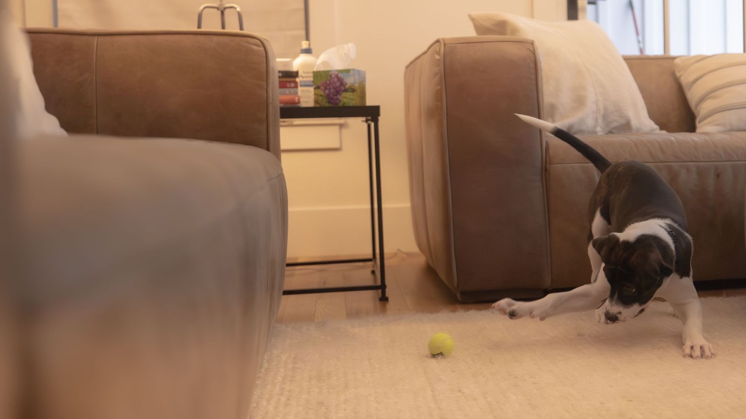 Puppy playing with a tennis ball