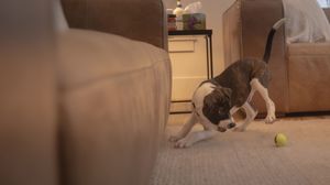 Puppy playing with a tennis ball