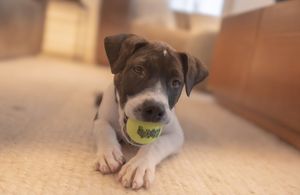 Puppy laying down with a tennis ball in his mouth