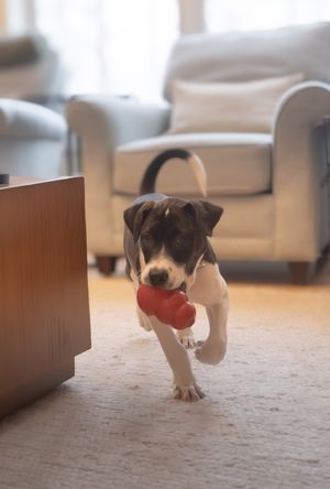 Puppy running with a Kong toy