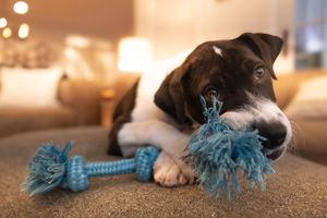Puppy chewing on a rope toy