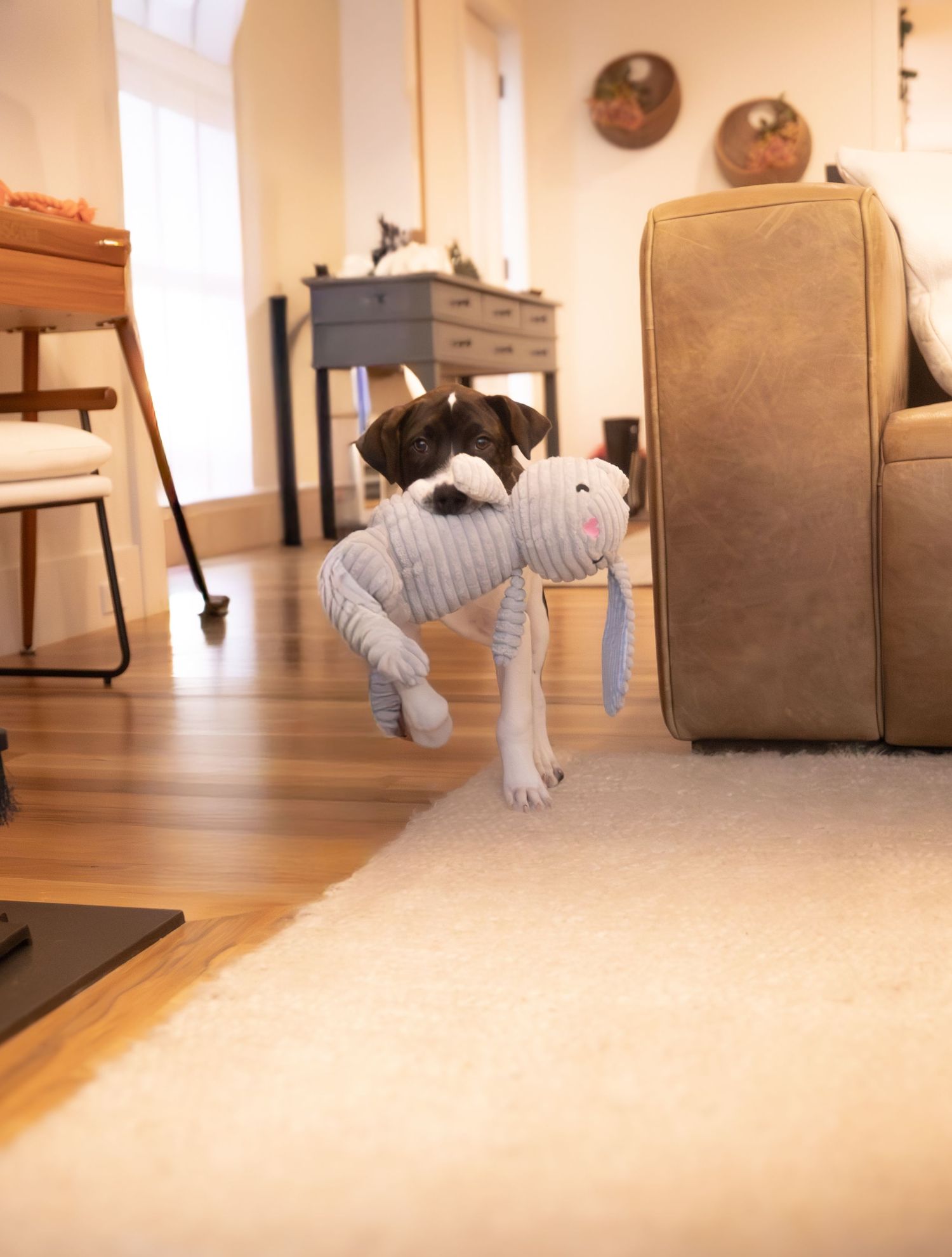 Puppy running with a toy in his moiuth