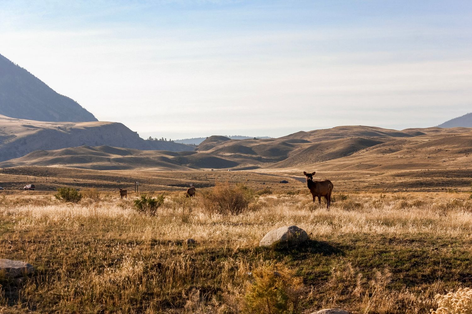 A panoramic view of a vast grassland landscape with rolling hills and mountains in the background under cloudy skies.