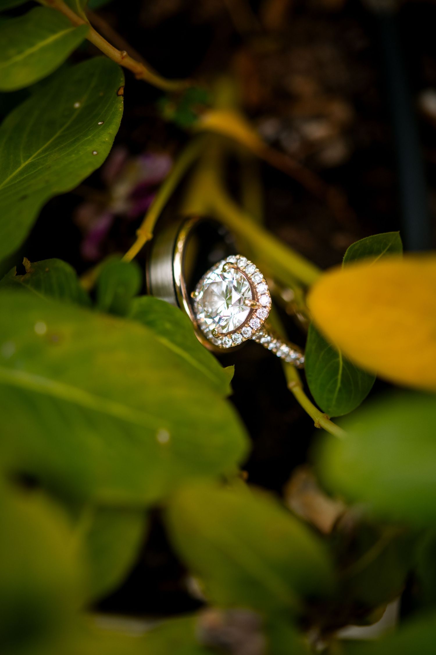 A sparkling diamond engagement ring with a halo design rests among green leaves in natural outdoor lighting.