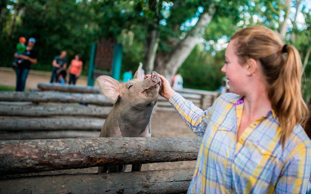 Young woman in plaid shirt feeding a small animal at a zoo or sanctuary.