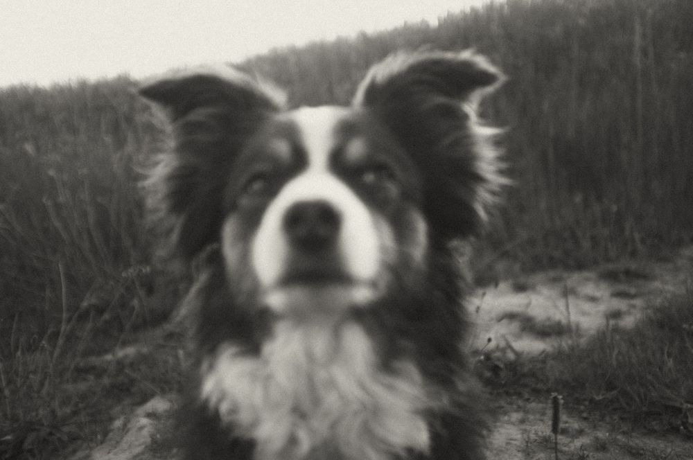 A black and white Border Collie makes a goofy facial expression while sticking its tongue out.