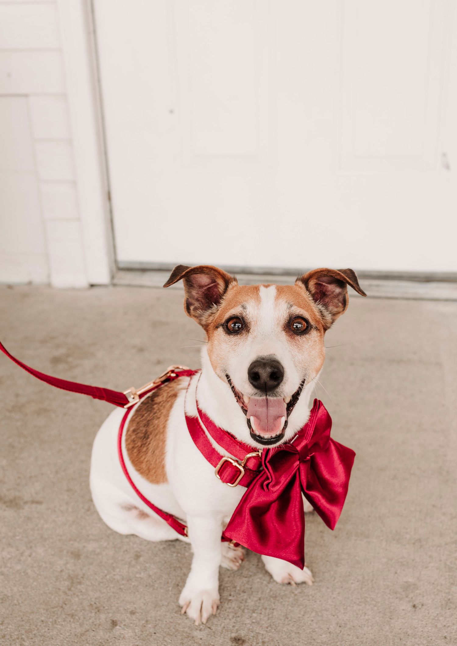 Adorable Jack Russell terrier wearing a red satin bow and harness sitting on concrete floor.