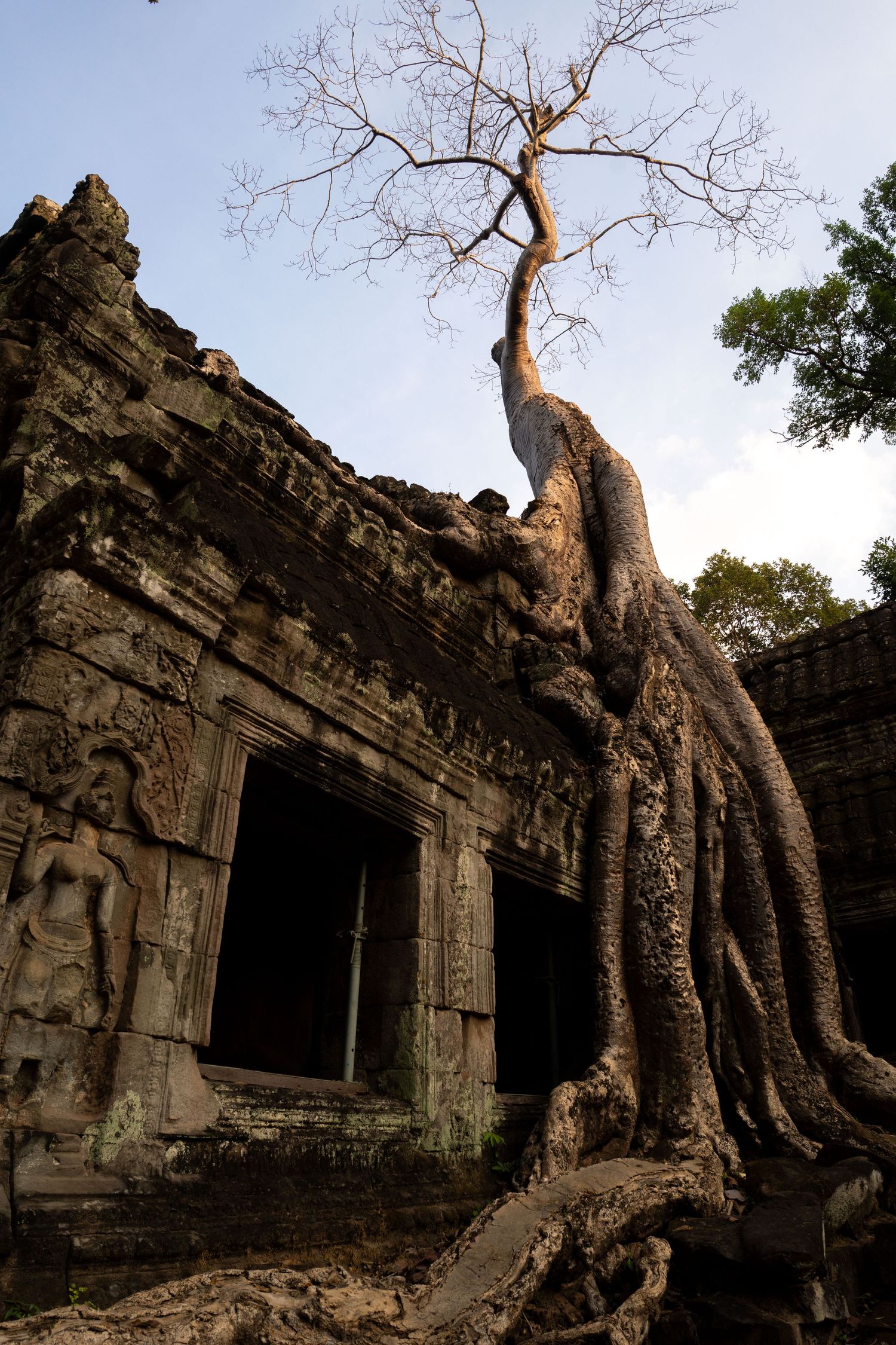 Massive tree roots growing over ancient temple ruins at Angkor Wat.
